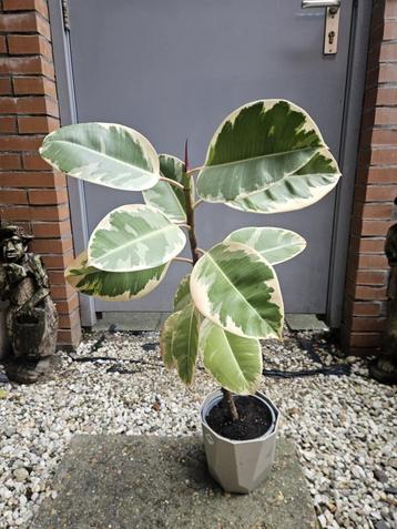 Ficus Elastica Tineke 80 cm  beschikbaar voor biedingen