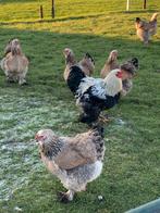 Brahma Zalm (zwartzalm) hennen (aan de leg), Dieren en Toebehoren, Pluimvee, Vrouwelijk, Kip