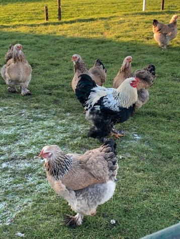 Brahma Zalm (zwartzalm) hennen (aan de leg) beschikbaar voor biedingen
