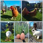 Elke 2e maandag van de maand. Eieren voor €1,50, Dieren en Toebehoren, Overige Dieren