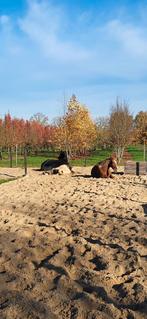 Ruin gezocht!, Dieren en Toebehoren, Stalling en Weidegang