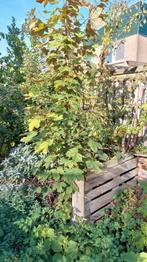 Gewone Esdoorn 3 meter, 3 jaar, Tuin en Terras, Planten | Bomen, Bloeit niet, Halfschaduw, 250 tot 400 cm, Ophalen