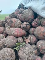 Voederbieten, Zakelijke goederen, Agrarisch | Veevoer, Ophalen of Verzenden
