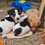 Nestje Jack Russell Terriër pups., Jack Russell Terriër, 8 tot 15 weken, CDV (hondenziekte), Meerdere