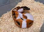 1.0 Orange Dream Pied ball python regius te koop, Dieren en Toebehoren, Slang, Tam, 0 tot 2 jaar