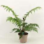 Cyathea ‘Highland Lace’ (Wollige Boomvaren) 2 en 3 mei ‘25, Tuin en Terras, Planten | Tuinplanten, Ophalen, Zomer, Overige soorten