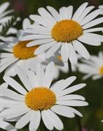 Margriet plant stekjes Vaste plant, Vaste plant, Ophalen