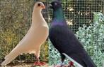 Pracht broedkoppels Csapos + Csepeler hoogvliegers van 2025, Meerdere dieren, Overige soorten