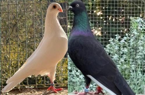 Pracht broedkoppels Csapos + Csepeler hoogvliegers van 2025, Dieren en Toebehoren, Vogels | Duiven, Overige soorten, Meerdere dieren