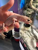 Gekko Super Snow Blizzard vrouwtje, Dieren en Toebehoren, Hagedis, Tam, 3 tot 6 jaar