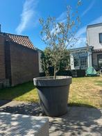 Grote Olijfboom in XXL Pot, 100 tot 250 cm, Olijfboom, Zomer, Ophalen