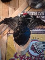 Taxidermie, Opgezette Korhoen erg mooi., Verzamelen, Ophalen of Verzenden, Zo goed als nieuw, Vogel, Opgezet dier