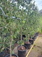 Perenbomen conferance, Tuin en Terras, Planten | Bomen, Ophalen, Overige soorten