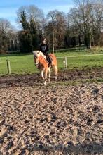 Bijrijd/lease paard/pony gezocht!, Ophalen, Nieuw