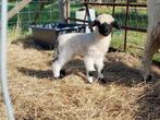 Walliser Schwarznase ooi met ooilam, Dieren en Toebehoren, Schapen, Geiten en Varkens, Vrouwelijk, Schaap, 0 tot 2 jaar
