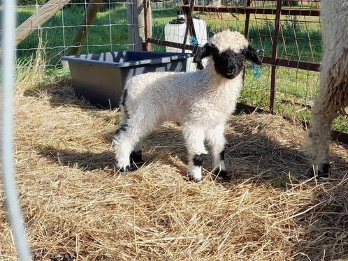 Walliser Schwarznase ooi met ooilam, Dieren en Toebehoren, Schapen, Geiten en Varkens, Schaap, Vrouwelijk, 0 tot 2 jaar