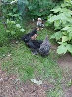 Cochin haan, jonge haantjes, Mannelijk, Kip
