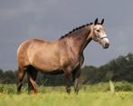 Bloedmooie, raszuivere PSL merrie!!, Dieren en Toebehoren, Merrie, Gechipt, Dressuurpaard, 7 tot 10 jaar