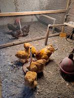Broedeieren orpington, Barnevelder, amrock, sussex, Dieren en Toebehoren, Pluimvee, Geslacht onbekend, Kip