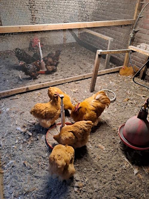 Broedeieren orpington, Barnevelder, amrock, sussex, Dieren en Toebehoren, Pluimvee, Kip, Geslacht onbekend