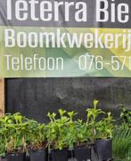 Pachysandra, Tuin en Terras, Planten | Tuinplanten, Vaste plant, Volledige schaduw, Zomer, Ophalen