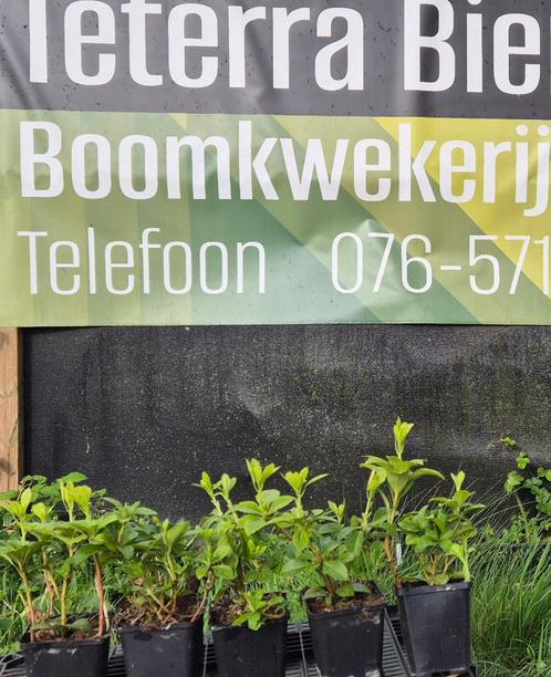 Pachysandra, Tuin en Terras, Planten | Tuinplanten, Vaste plant, Overige soorten, Volledige schaduw, Zomer, Ophalen