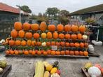 Te koop Haloween pompoenen, Tuin en Terras, Ophalen, Zo goed als nieuw