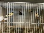 Kanaries, Dieren en Toebehoren, Vogels | Kanaries, Meerdere dieren
