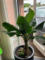 Bananenplant inclusief pot, Huis en Inrichting, Ophalen, 100 tot 150 cm, Overige soorten, In pot