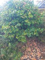 Kardinaalsmuts, Tuin en Terras, Planten | Struiken en Hagen, Ophalen of Verzenden, Overige soorten, 100 tot 250 cm