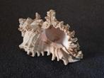 Groot decoratie schelp voor Aquarium, Ophalen, Zo goed als nieuw, Sierelement