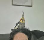 Valkparkiet tamme met grote kooi, Dieren en Toebehoren, Vogels | Parkieten en Papegaaien, Mannelijk, Parkiet