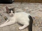 Lieve poesje 1,5 jaar oud, Dieren en Toebehoren, Katten en Kittens | Overige Katten, Poes, Kortharig, 0 tot 2 jaar