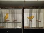 man kanarie 's, Dieren en Toebehoren, Vogels | Kanaries, Meerdere dieren, Kleurkanarie