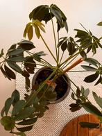 Schefflera arboriccla groene kamerplant zonder pot, Overige soorten, Minder dan 100 cm, Ophalen of Verzenden, Halfschaduw