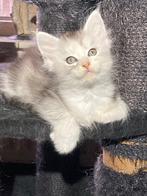 Kittens kruising Maine Coon-Ragdoll, Dieren en Toebehoren, Meerdere dieren, Gechipt, 0 tot 2 jaar