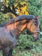 Mooie PRE dressuur paard, Dieren en Toebehoren, Gechipt, Ruin, M, Dressuurpaard