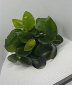 Anubia "nana", Ophalen of Verzenden, Nieuw, Plant(en), Steen of Hout