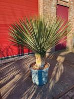Mooie grote yucca rostrata planten, Ophalen of Verzenden, Zomer, Overige soorten, Volle zon