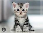 Kitten gezocht 8/10 weken, Dieren en Toebehoren, Katten en Kittens | Overige Katten, Geslacht onbekend, Kortharig, 0 tot 2 jaar