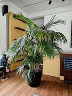 Kentia Howea Palm (XXL) Huisplant /Winkelplant, Huis en Inrichting, Kamerplanten, Palm, 150 tot 200 cm, In pot, Ophalen