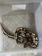 Konings python, Dieren en Toebehoren, Slang