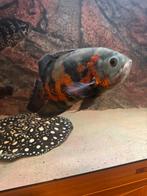 Oscar (pauwoog cichliden), Vis