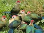 Roodkuif toerako - Tauraco erythrolophus, Dieren en Toebehoren, Meerdere dieren, Tropenvogel, Geringd