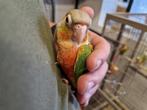 Jonge tamme Pyrrhura's | Super leuke vogels | Gesekst, Dieren en Toebehoren, Vogels | Parkieten en Papegaaien, Meerdere dieren