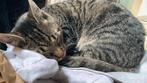 Vermist kat Doezum Groningen, Dieren en Toebehoren, Katten en Kittens | Overige Katten, Kater