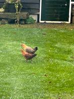 Friese goudpel krielhaan., Dieren en Toebehoren, Pluimvee, Mannelijk, Kip
