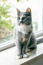 Lieve grijze kitten (poes) zoekt fijn thuis, Dieren en Toebehoren, Katten en Kittens | Overige Katten, Poes, Kortharig, 0 tot 2 jaar