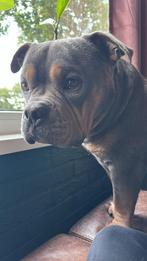 American bully pocket reu, Dieren en Toebehoren, Parvo, Eén hond, 3 tot 5 jaar, Nederland