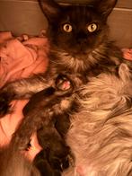 Main Coon x Ragdoll kittens, Meerdere dieren, Gechipt, 0 tot 2 jaar